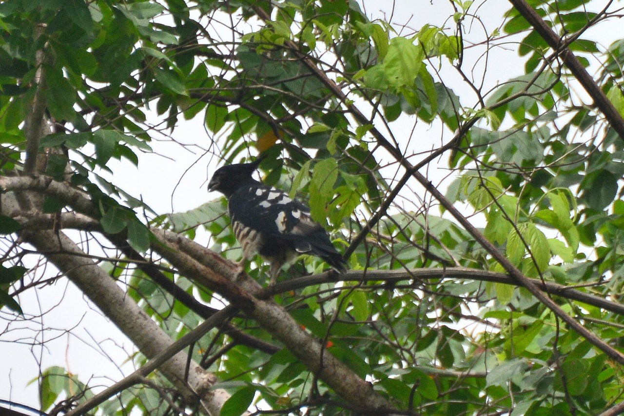 Aviceda leuphotes